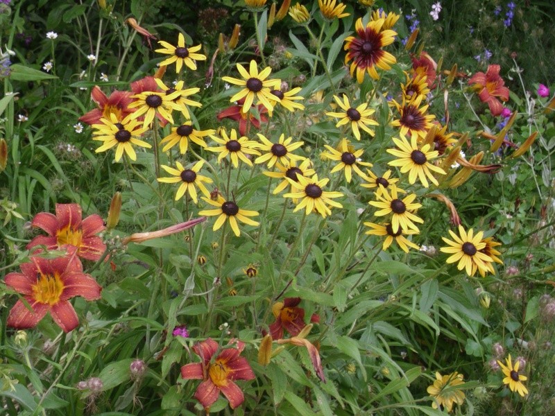 rudabeckia's blooming Hpim2020