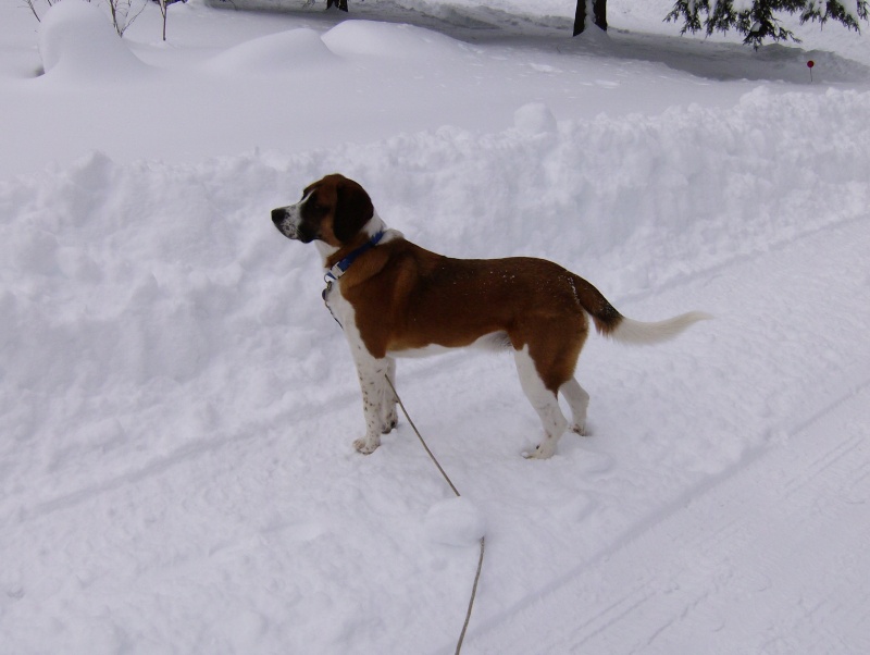 24 inches and still snowing.. Hpim9717