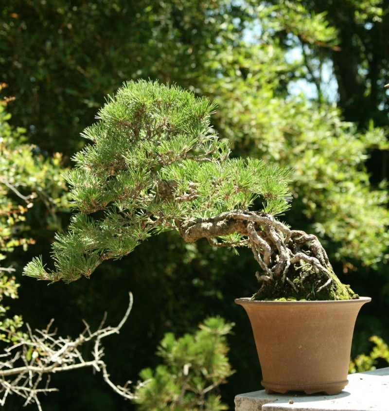 To be Exhibited at the Bonsai Societies of Florida 118