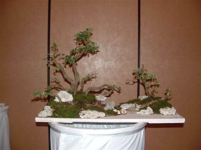 To be Exhibited at the Bonsai Societies of Florida 2010_020