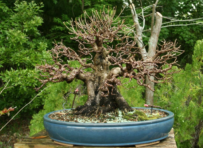 Yamadori over nursery stock – The unfair advantage 2010_022