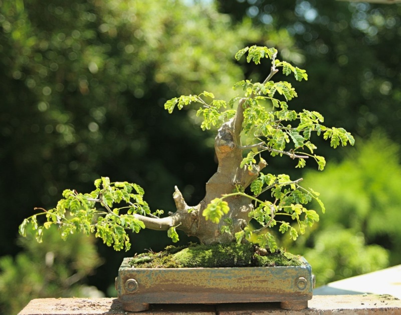 Cool Pot with soon to Be Cool Tree and other oddities 313