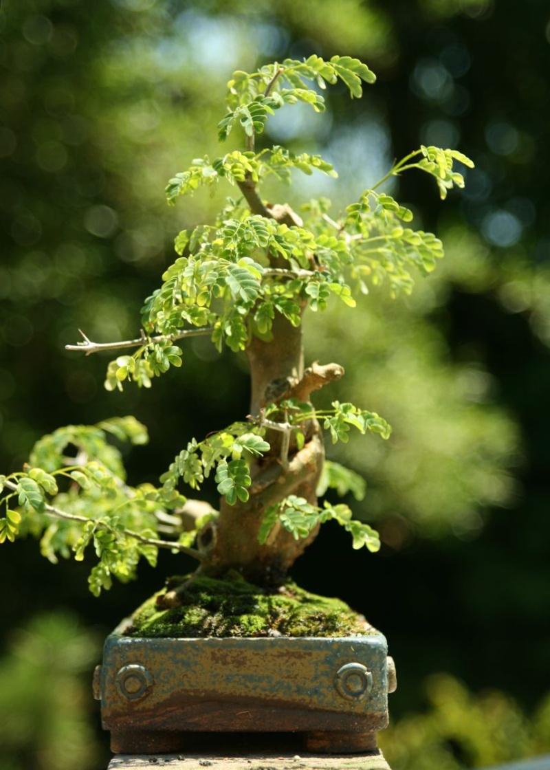 Cool Pot with soon to Be Cool Tree and other oddities 412