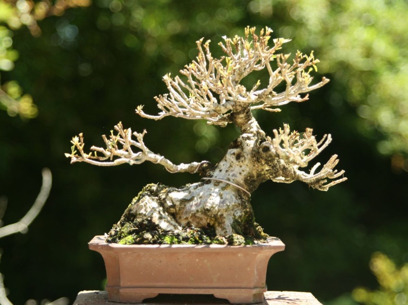 Cool Pot with soon to Be Cool Tree and other oddities 712