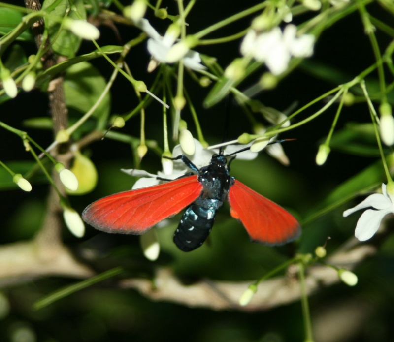 What type of insect is this? 713