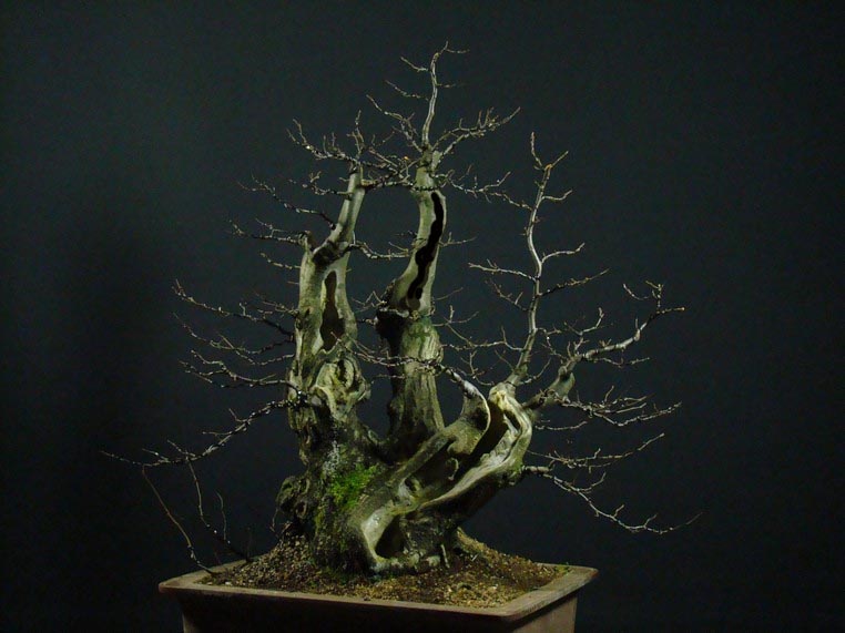 Hornbeam - yamadori 2007 Hornbe10