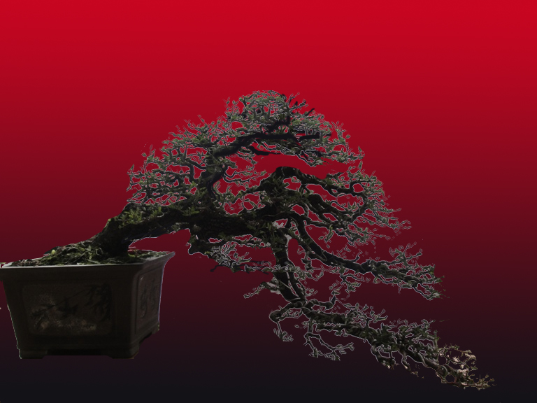 tamarind  bonsai tree Tamari10