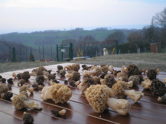 morilles - Page 26 P4130011