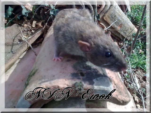 NIN Ewok , rat parfait, recherche touille parfaite Photo133