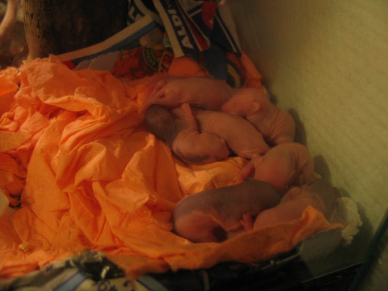 [89] Nous sommes 11 bébés ratounet nés le 10 janvier 09 1ere_p15