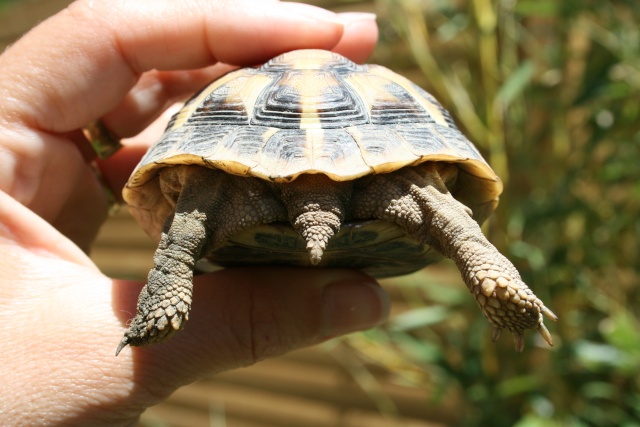 besoin de vos connaissances pour identification Tortue30