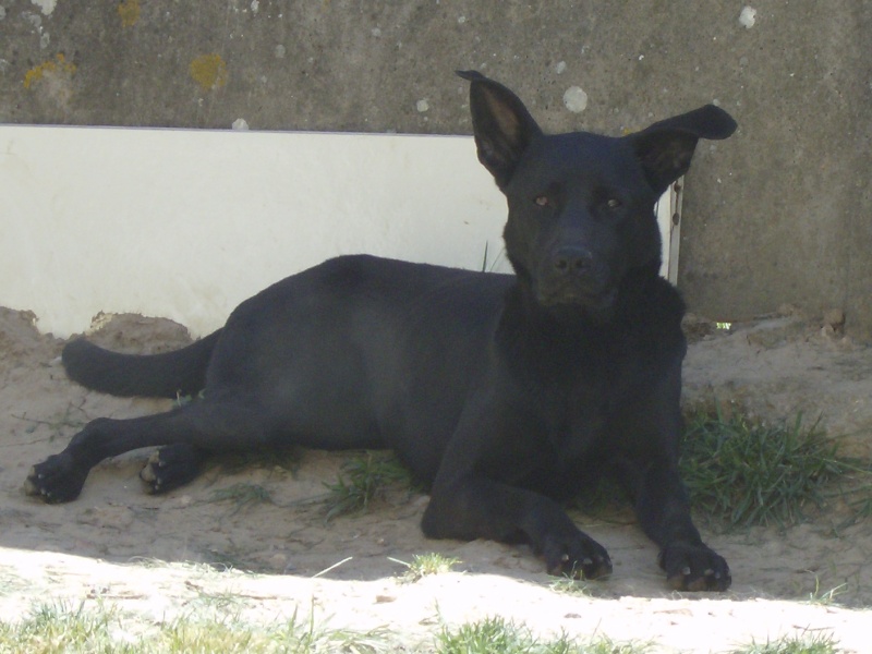 A adopter, TEQUILA, jolie type Labrador de 6 ans [Adoptée] Photo_10