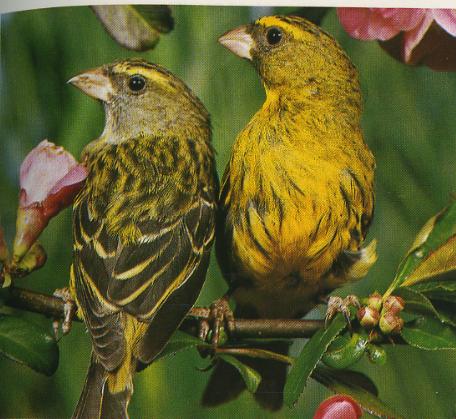 Le Serin des canaris Serinu10