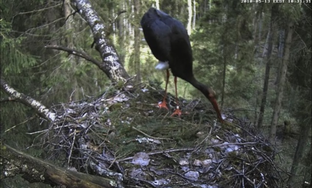 Black Stork Camera Lovers - Page 13 Siga5111