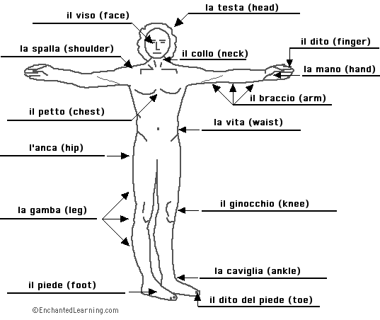 أجزاء الجسم باللغة الإيطالية. Answer10