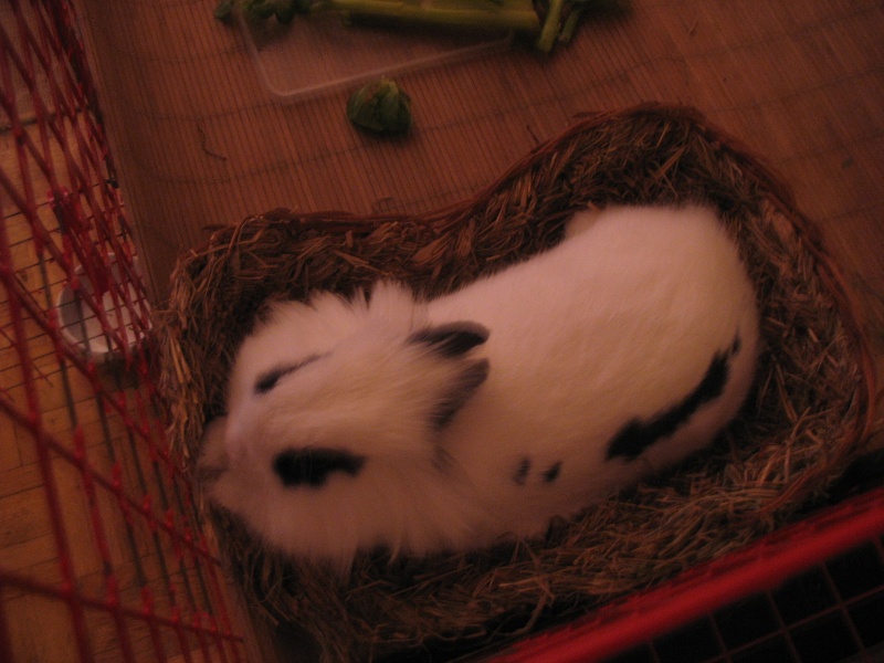 Comment dorment vos lapins? Photos à l'appui :) - Page 7 Dodo_m11