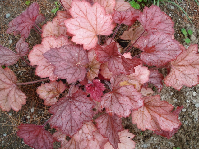 Heuchera  Georgia Peach Dsc03923