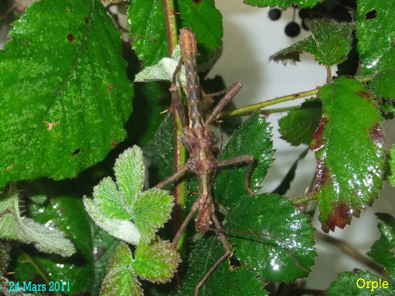 Trachyaretaon sp "Negros" (P.S.G n°???) Dscf4412