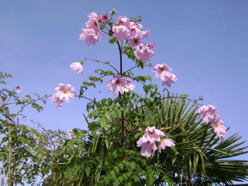 Dahlia imperialis - Page 4 006_co11