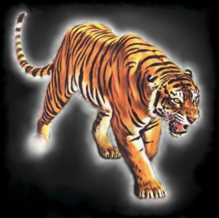 الكونغ فو أخلاق ثم قتال Tiger10