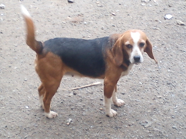 ALYZEE, beagle femelle, 3 ans 1/2 (86) Dsc07814