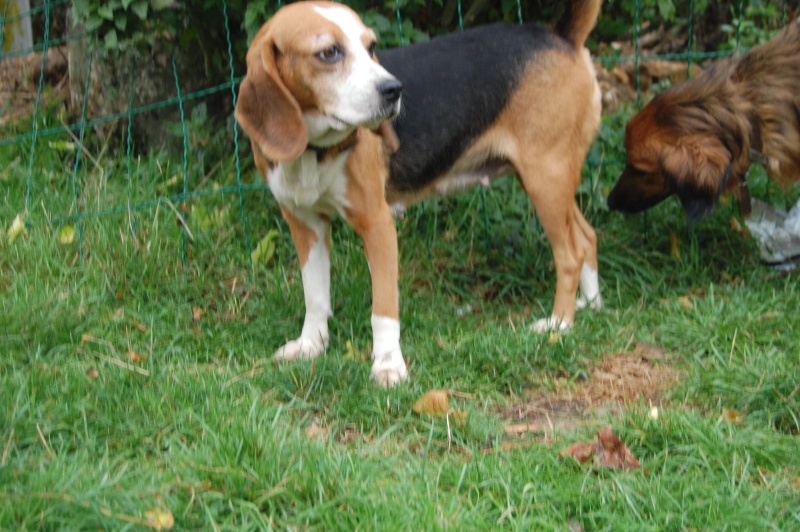 ALYZEE, beagle femelle, 3 ans 1/2 (86) Dsc_7212