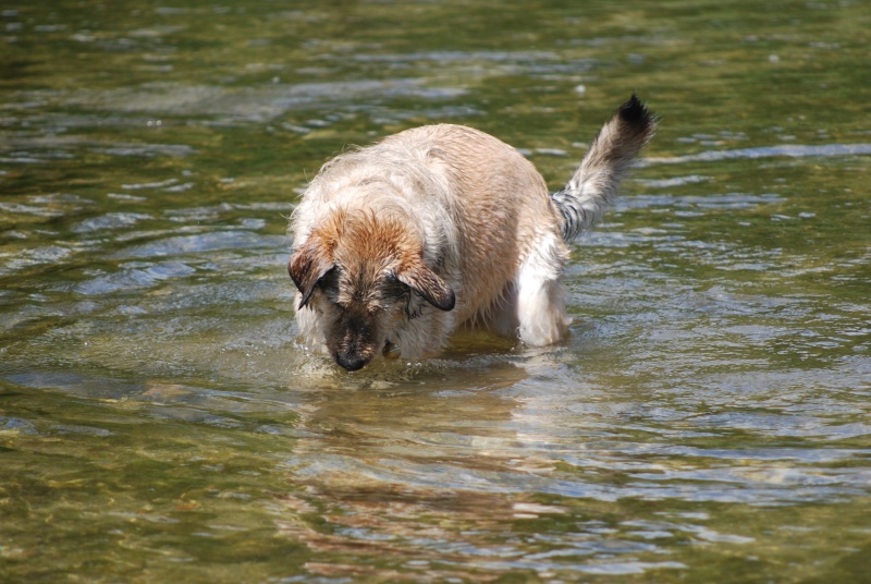 Mon chien à la pêche... Dsc_1911