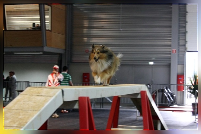 Agility - Foire Comtoise 2010 Foire_12