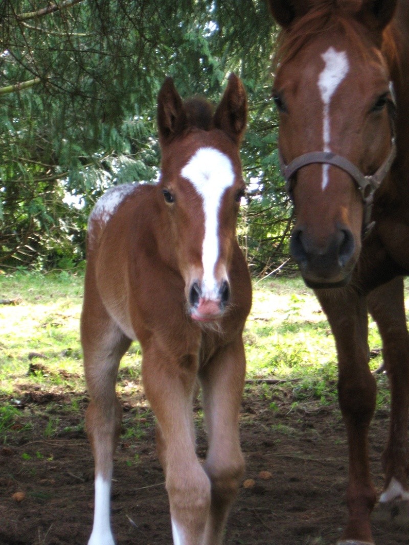 1ère naissance 2011 à Yvi Appaloosa Clyde710