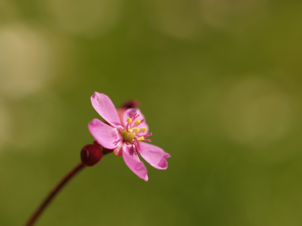 D. natalensis P4288611