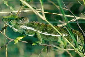 Découverte d’une nouvelle population d’une espèce rarissime de caméléon Furcif10