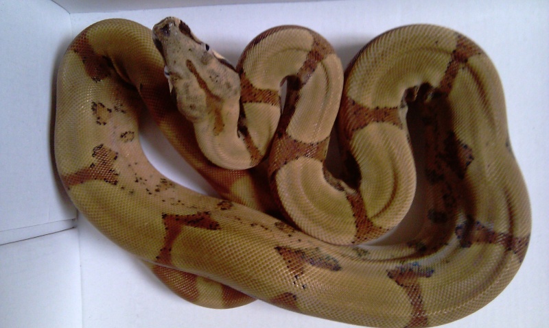 0.1 BCI Hypo Jungle Het Albinos Jungle12