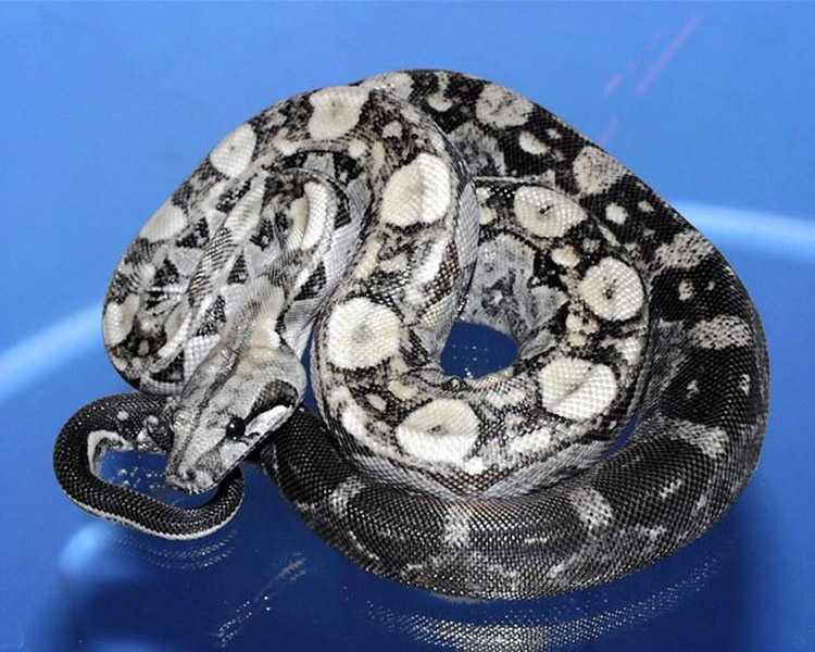 Les différentes phases du Boa Constrictor. Pewter10