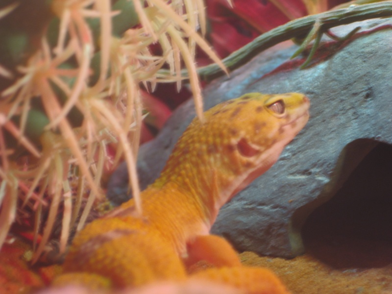 mes geckos et mes pogonas Photo_23