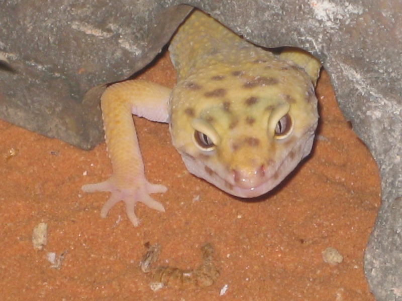 mes geckos et mes pogonas Photo_24