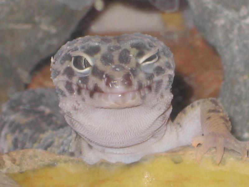 mes geckos et mes pogonas Photo_25