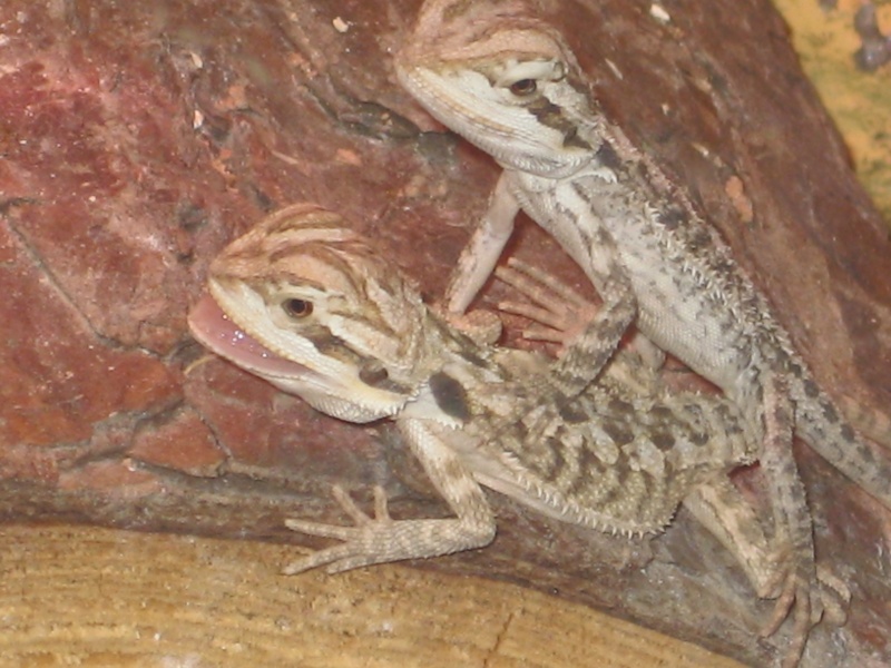 mes geckos et mes pogonas Photo_26