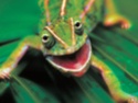 Les Geckos Chamel10