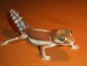les geckos Rattle10