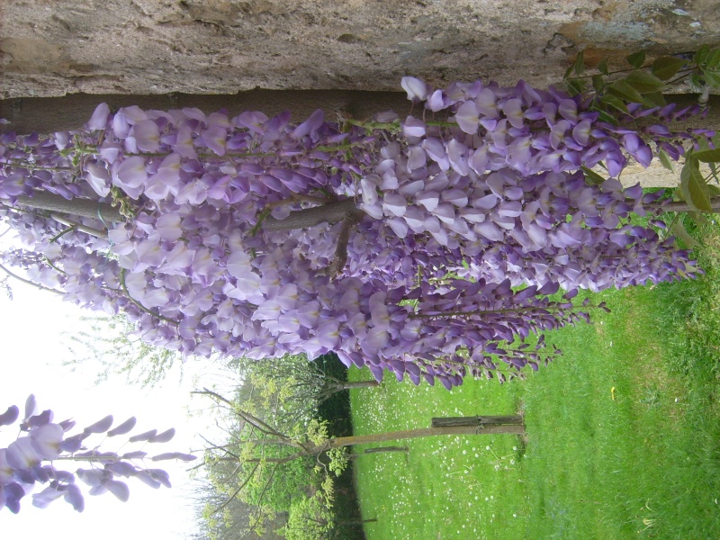 Glycine Ile_de10