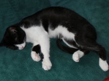 Effie Adorable chaton femelle noire et blanche. - Page 2 Fb10