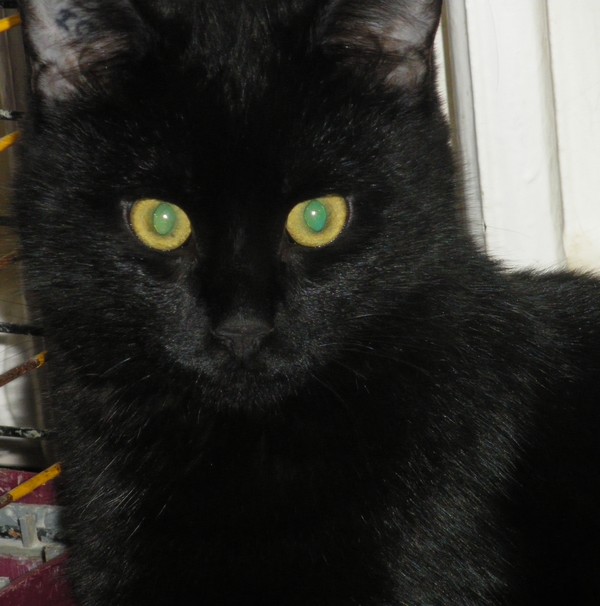 Tomoe, chaton femelle noire de 2-3 mois environ, à adopter Imgp1513