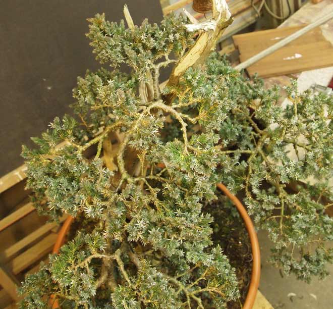 one of my first juniperus glauca Loof0210