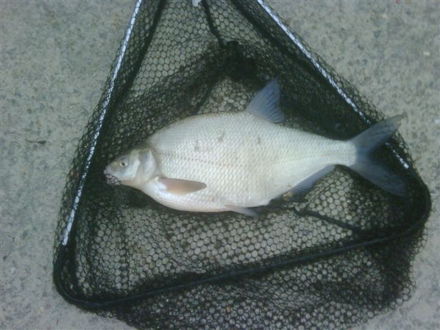 petite pêche rapide Brame510