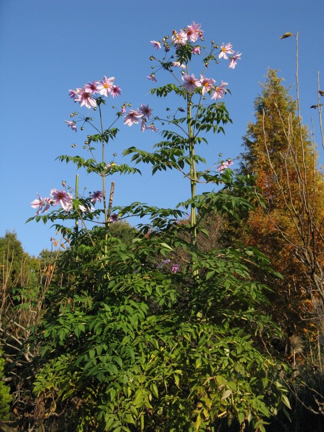 Dahlia imperialis ou Dahlia en arbre Dahlia11