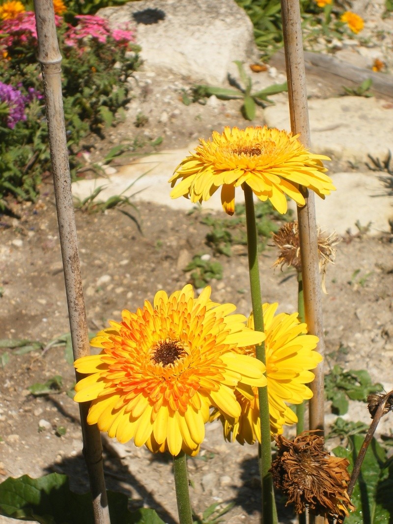 GERBERA Dscfle10