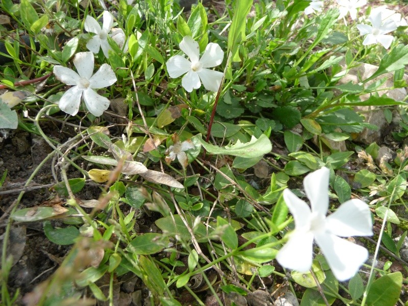 Vinca minor ou petite Pervenche P1010410