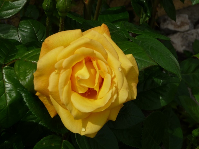 Les roses de nos jardins! P1080410