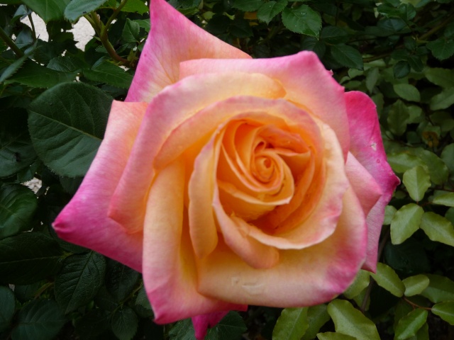 Les roses de nos jardins! - Page 2 P1080511