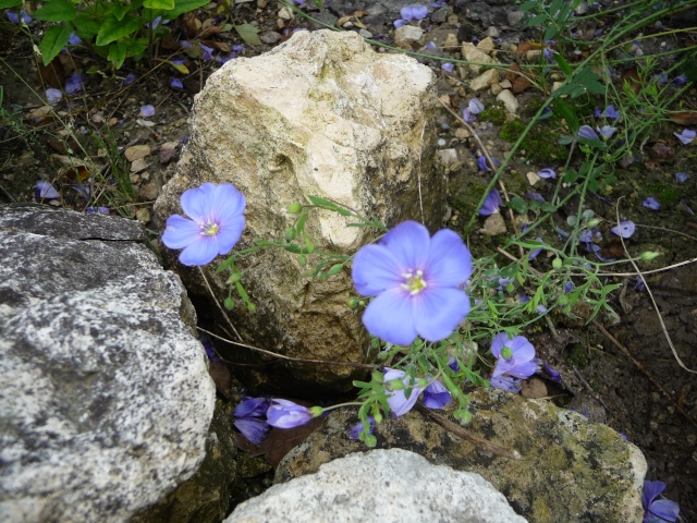 fleur bleue: L'APHYLLANTHE DE MONTPELLIER P1080623